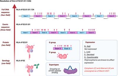 Approaching Genetics Through the MHC Lens: Tools and Methods for HLA Research